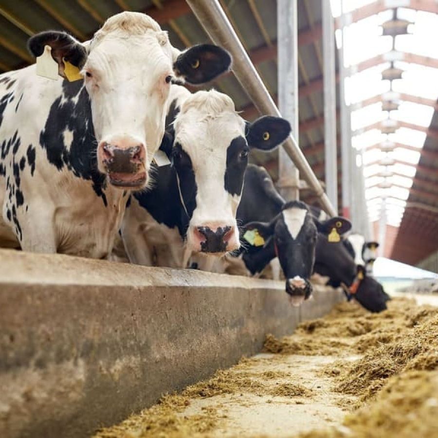 Chemia dla higieny zwierząt hodowlanych